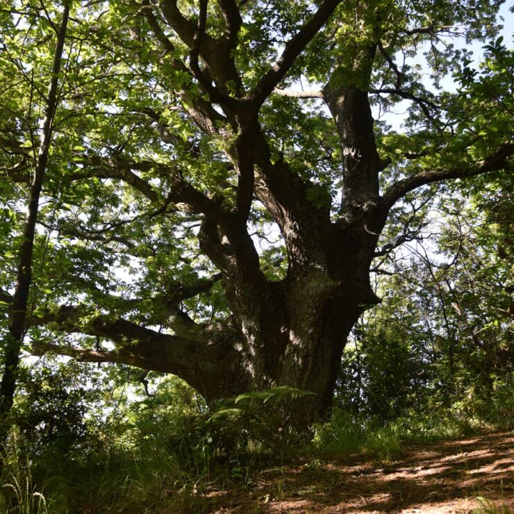 Ilice di Carrinu e Monte Fontane